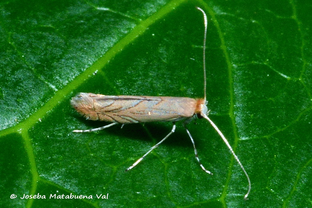 Phyllonorycter messaniella - Gracillariidae